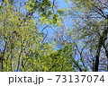 萌黄色の季節 73137074