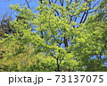 萌黄色の季節 73137075