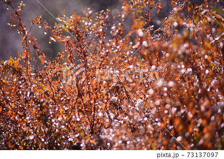 冬のユキヤナギ 73137097