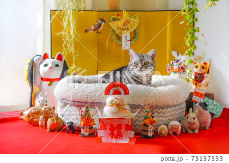正月飾りを楽しむ猫 正月飾りを楽しむ猫 73137333