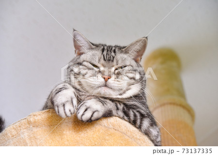 キャットタワーから見下ろす猫 キャットタワーから見下ろす猫 73137335