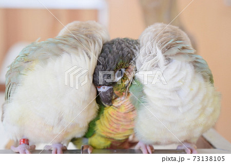 仲のいいインコ 仲のいいインコ 73138105