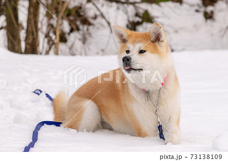 雪遊びをする秋田犬の写真素材