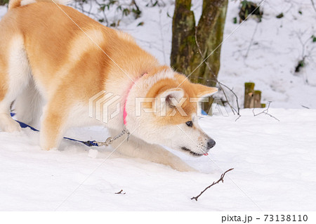 雪遊びをする秋田犬の写真素材