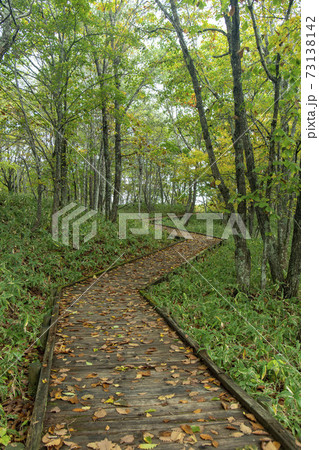北海道の釧路湿原のブナ林 73138142