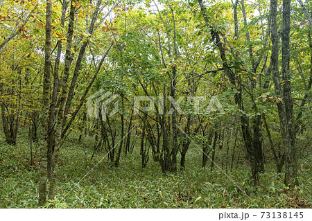 北海道の釧路湿原のブナ林 73138145