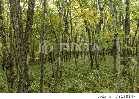 北海道の釧路湿原のブナ林 73138147