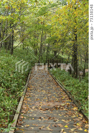 北海道の釧路湿原のブナ林 73138148