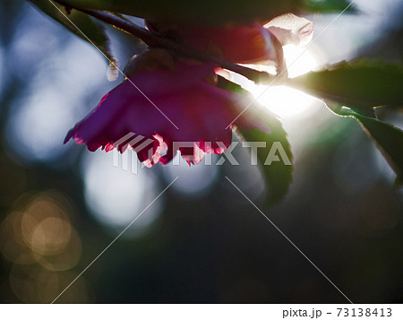 冬の光の中で美しく咲く椿【花・植物】 73138413