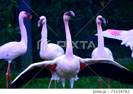 ピンクフラミンゴ フラミンゴの写真素材