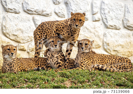 多摩動物公園の四つ子のチーター兄弟 多摩動物公園の四つ子のチーター兄弟 73139066