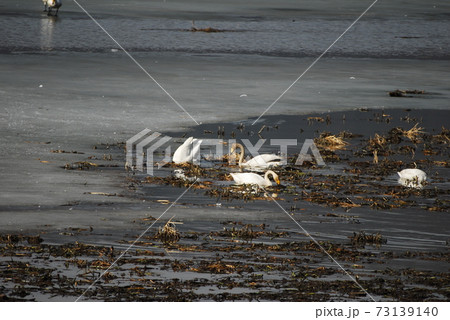 鳥 白鳥 水鳥 73139140