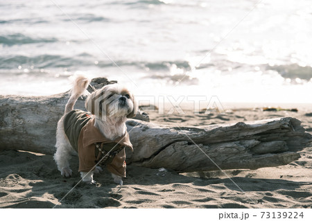 シーズー シーズー 73139224