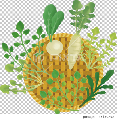 1月　春　七草　野菜　水彩　手描き　イラスト素材 73139258