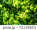 初夏の木漏れ日 73139853