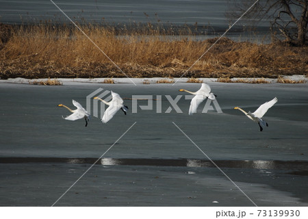 水槽 景色 野鳥 73139930