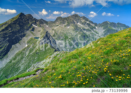 High hackly mountain ridges with yellow dandelion flowers,Fagaras,Romania High hackly mountain ridges with yellow dandelion flowers,Fagaras,Romania 73139996