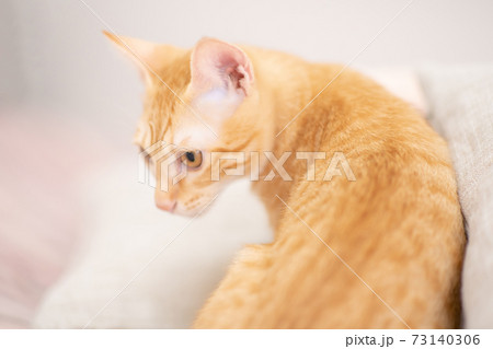 何かを見つけて興味津々の茶トラの可愛い子猫 73140306