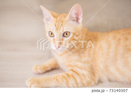 何かを見つけて興味津々の茶トラの可愛い子猫 73140307