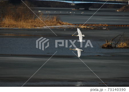 白鳥 景色 風景 73140390