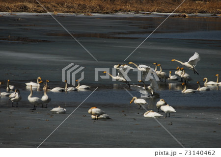 白鳥 景色 風景 73140462