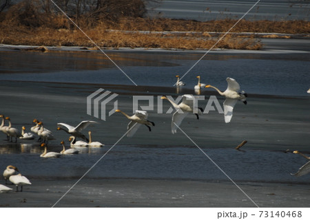 白鳥 景色 風景 73140468