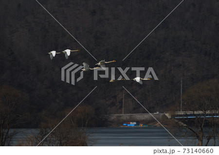 白鳥 水鳥 鳥 73140660