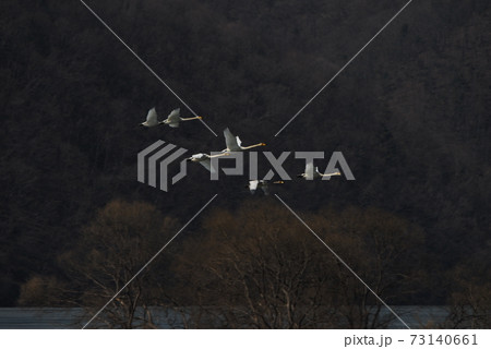 白鳥 水鳥 鳥 73140661