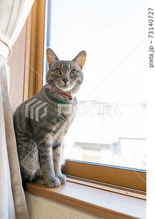 猫 ネコ ねこ キジトラ 白 グレー 子猫 雌 メス 雌ねこ 雌ネコ 雌猫 元気 かわいい 癒し 猫 ネコ ねこ キジトラ 白 グレー 子猫 雌 メス 雌ねこ 雌ネコ 雌猫 元気 かわいい 癒し 73140727