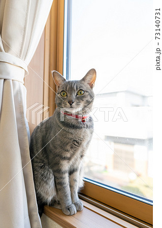 猫 ネコ ねこ キジトラ 白 グレー 子猫 雌 メス 雌ねこ 雌ネコ 雌猫 元気 かわいい 癒しの写真素材