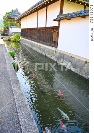 五個荘金堂町 弘誓寺 水路の鯉 東近江市 五個荘金堂町 弘誓寺 水路の鯉 東近江市 73141071