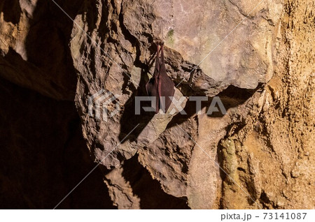 洞窟とコウモリ 73141087