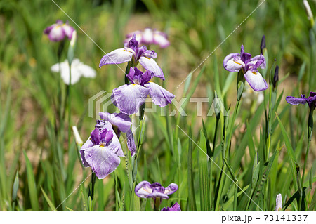 薄紫色の花菖蒲 薄紫色の花菖蒲 73141337