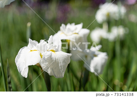白い花菖蒲 白い花菖蒲 73141338