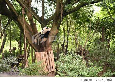 子パンダ 73141408