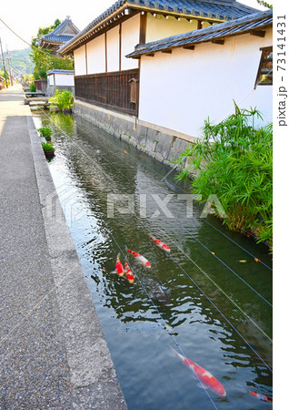 五個荘金堂町　弘誓寺　水路の鯉　東近江市 73141431