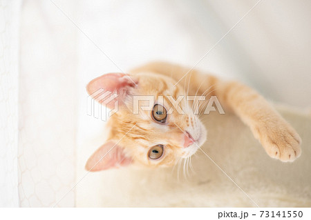 キャットタワーのてっぺんでくつろぐ茶トラの可愛い子猫の写真素材
