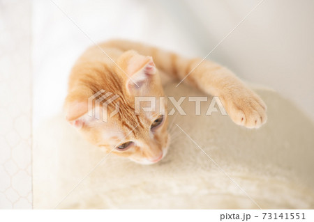 キャットタワーのてっぺんでくつろぐ茶トラの可愛い子猫 キャットタワーのてっぺんでくつろぐ茶トラの可愛い子猫 73141551