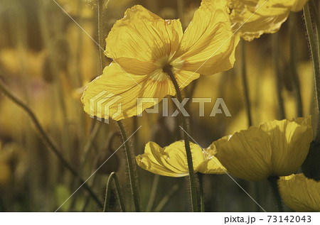 満開の花ウマノアシガタ 73142043