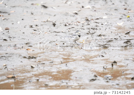 水を抜いた和田堀公園の池でエサを探す白鶺鴒(ハクセキレイ) 73142245