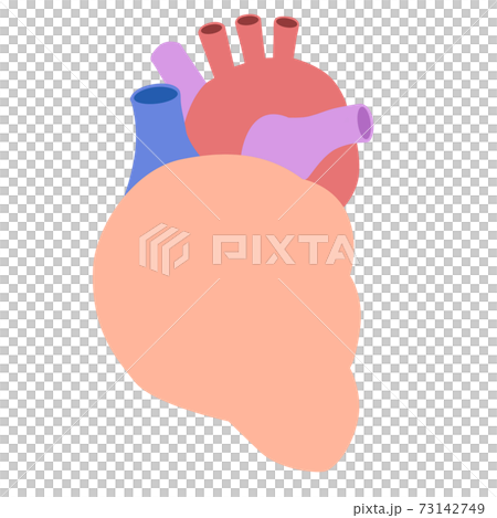 Organ: Heart 73142749