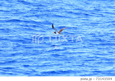 獲物を追うカツオドリ 73143504