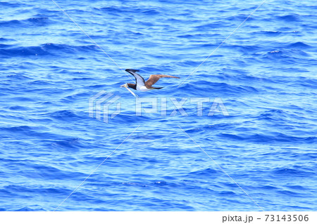 獲物を追うカツオドリ 73143506