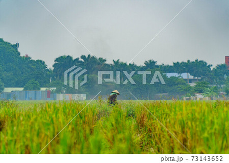 ベトナムの稲刈り 73143652