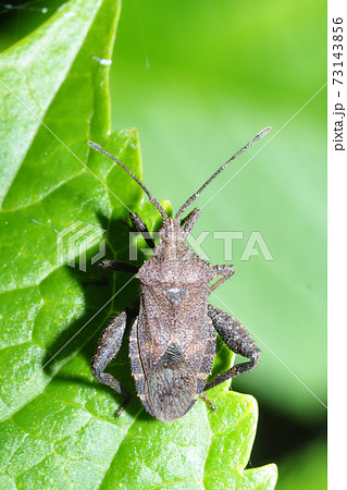 ホオズキカメムシ ホオズキカメムシ 73143856
