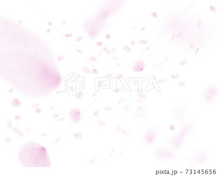 白い背景に舞う桜の花びら 1778 73145656