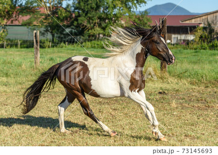 Pony running in a pasture in the countryside 73145693