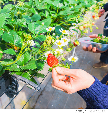 いちご狩り 女性 日本人 【春イメージ】 いちご狩り 女性 日本人 【春イメージ】 73145847
