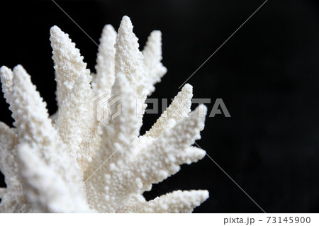 Dry coral branch on black background 73145900
