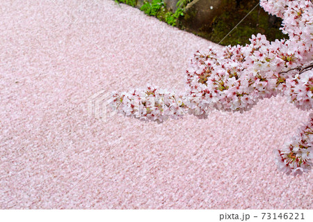 【京都】春の哲学の道　川面に散った桜（寒色加工） 73146221